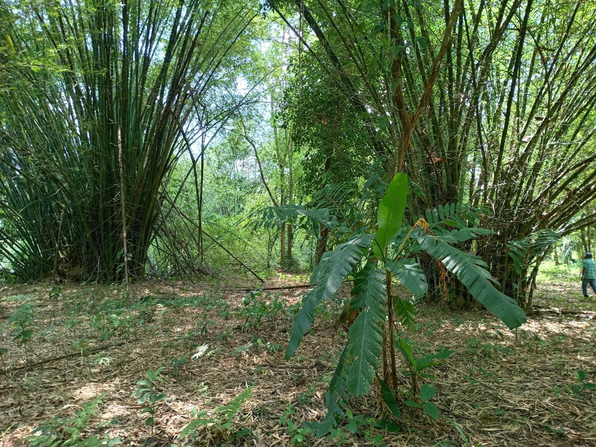 Apartmán Glamping Naioth Guápiles Pokoj fotografie